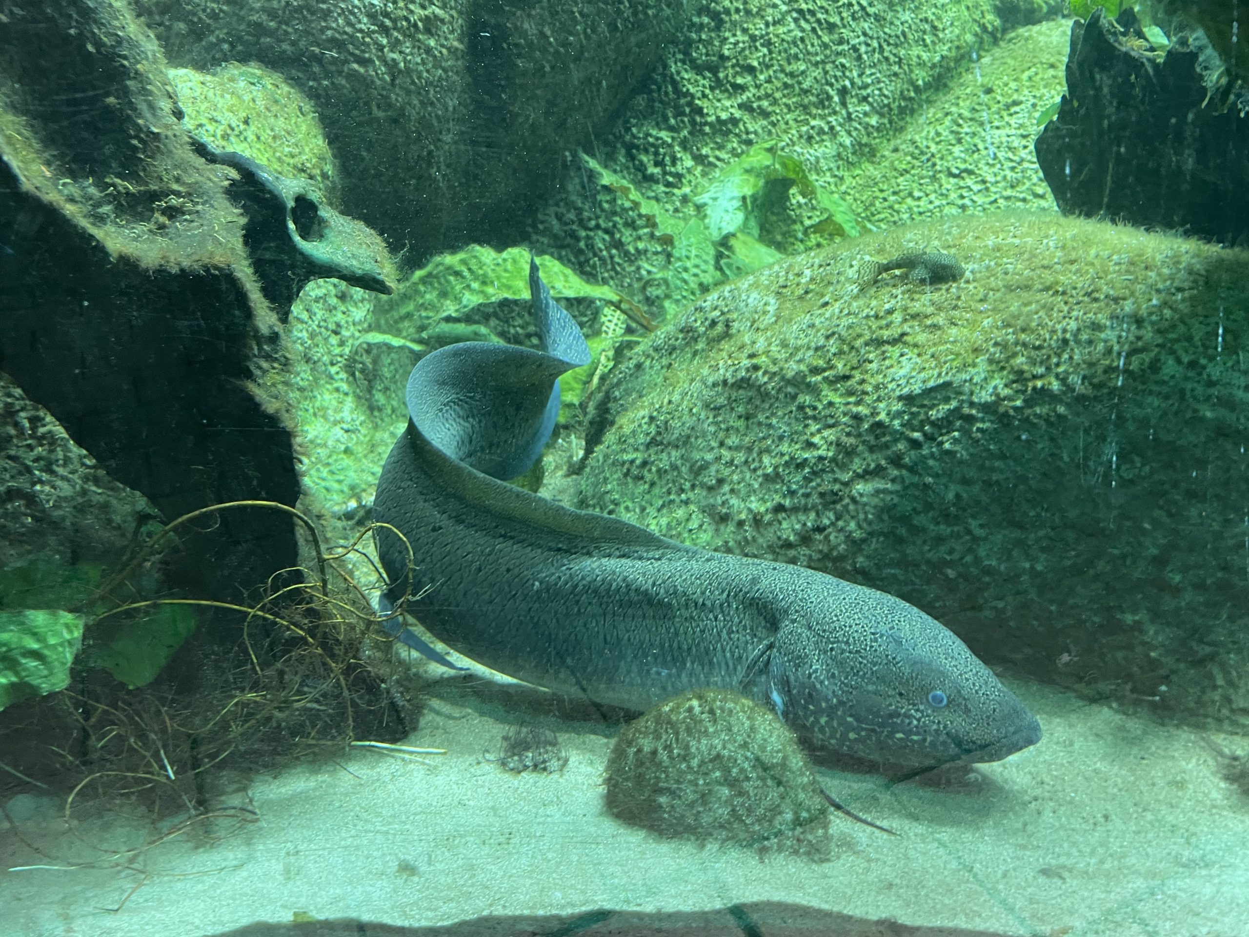 Ein Afrikanischer Lungenfisch schwimmt im Wasser.