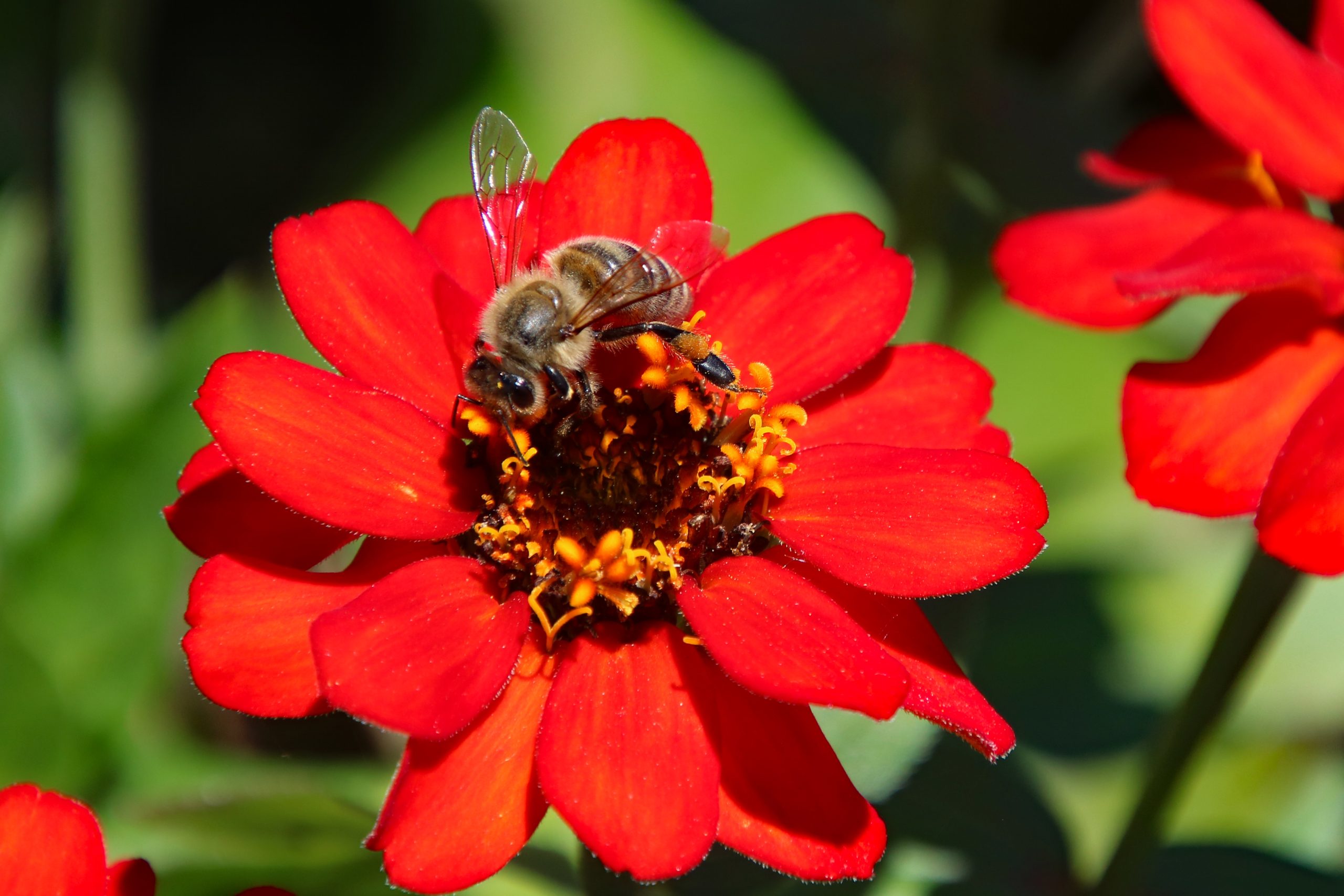 Eine große rote Blüte, in der eine Biene nach Nahrung sucht.