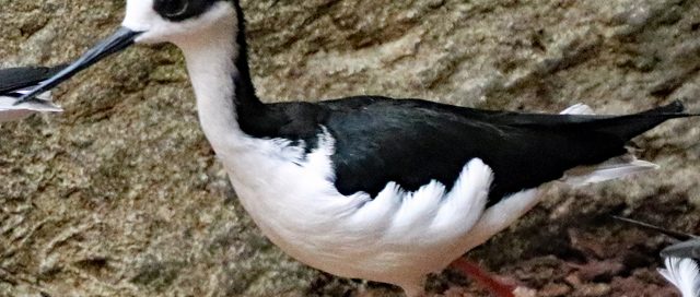 Amerikanischer Stelzenläufer auf Naturboden