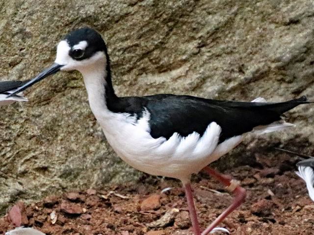 Amerikanischer Stelzenläufer auf Naturboden