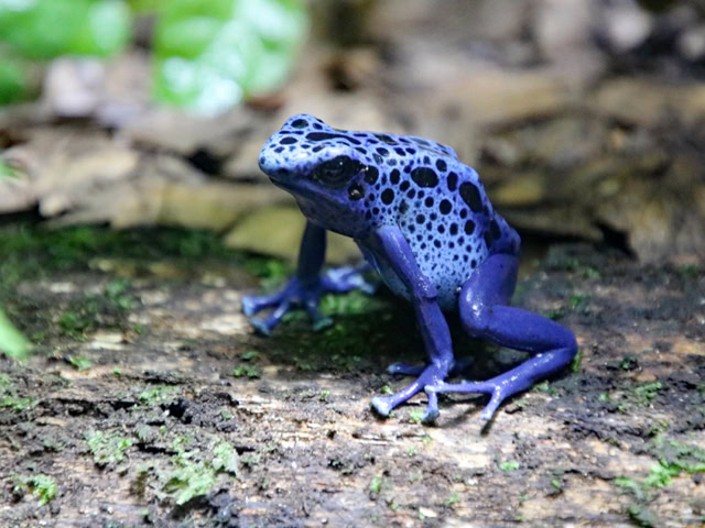 Blauer Baumsteiger