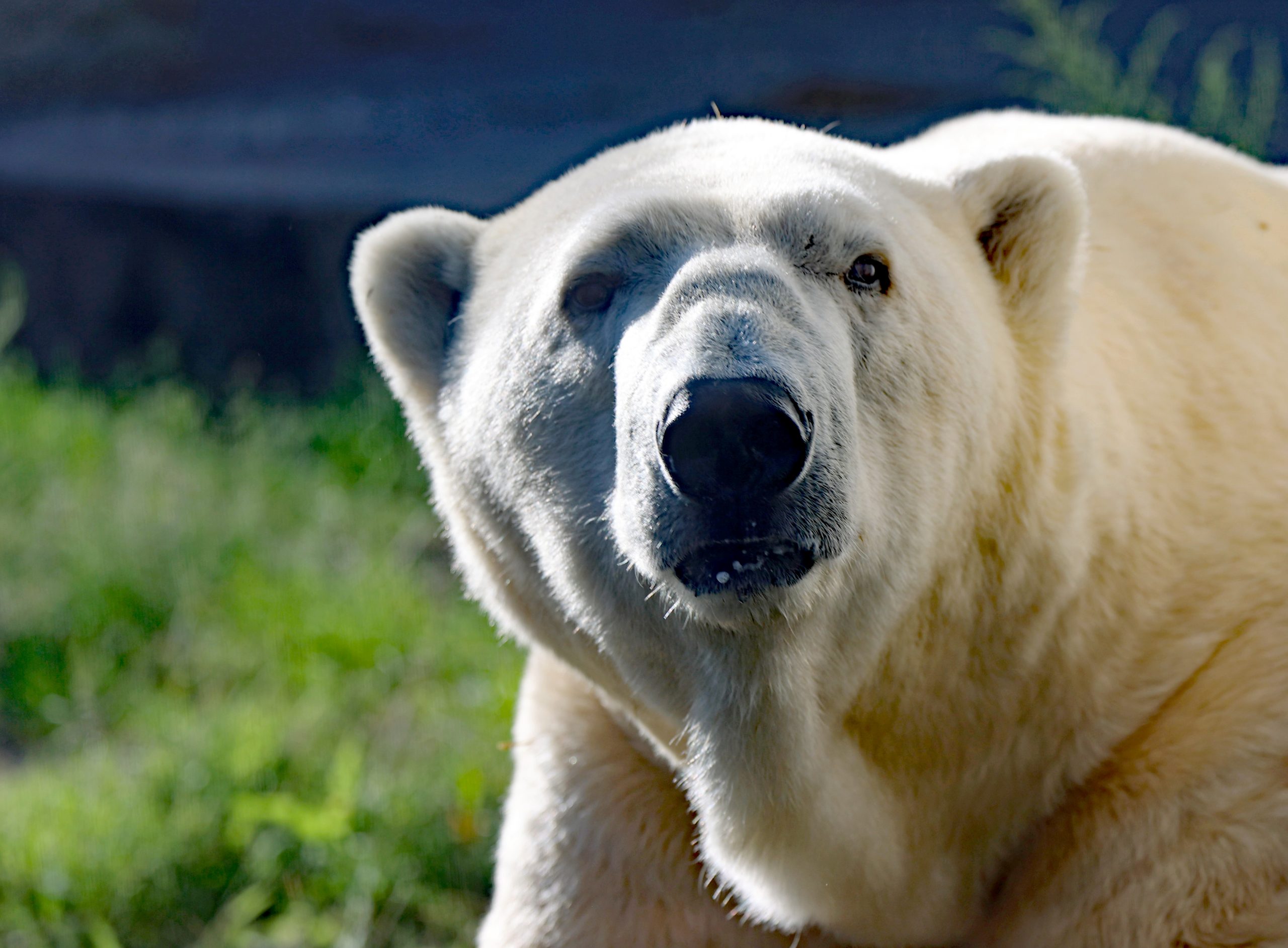 Kap wurde am heutigen Vormittag eingeschläfert, nachdem sich sein Gesundheitszustand massiv verschlechtert hatte. Foto: Timo Deible/Zoo Karlsruhe