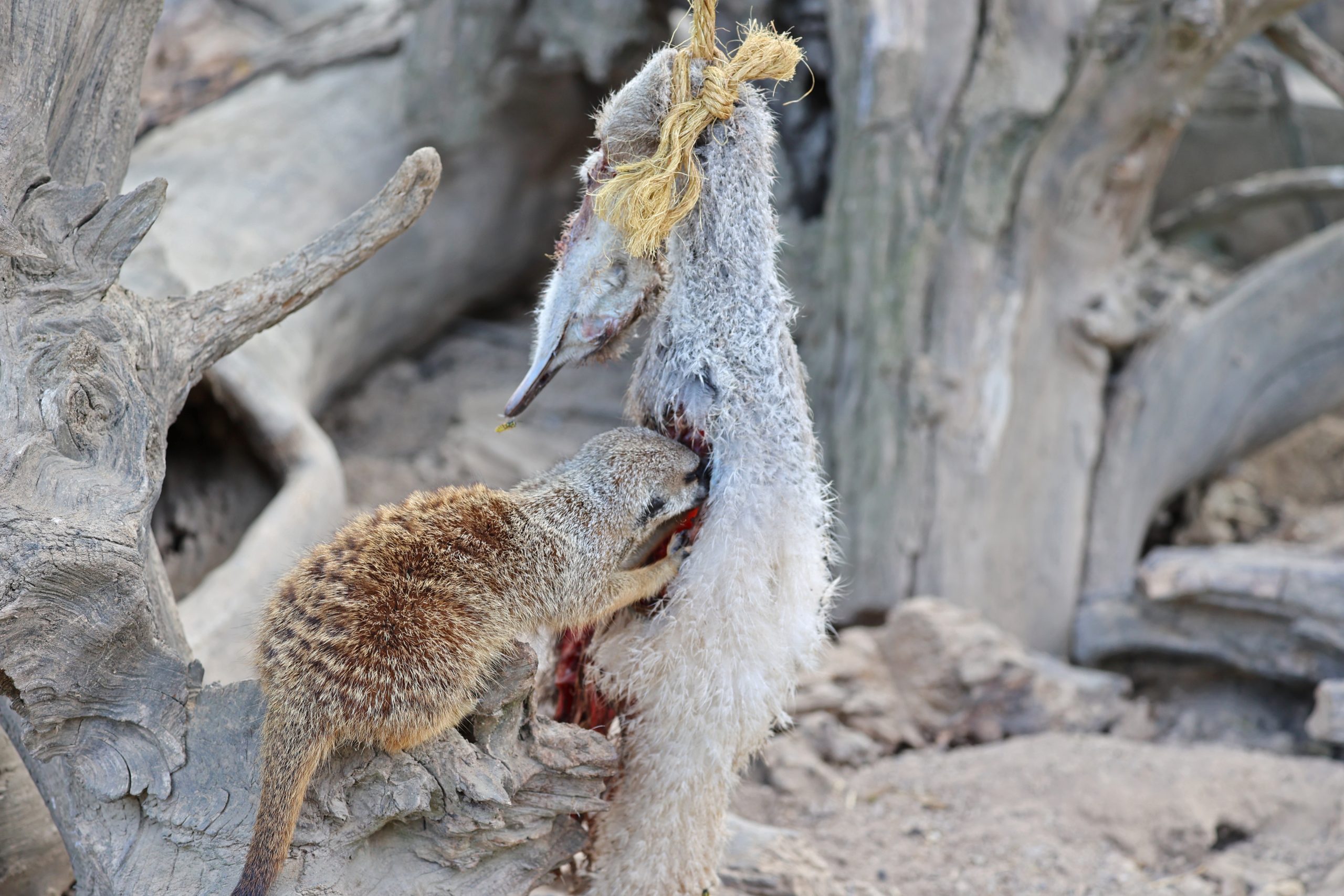 Ein Erdmännchen frisst einen jungen Nandu aus eigener Zucht.