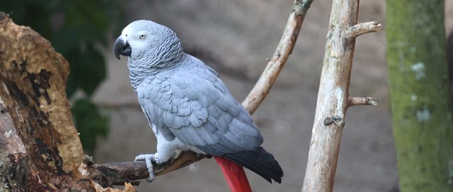 Graupapagei