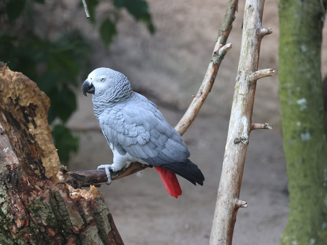 Graupapagei