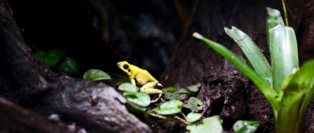 Schrecklicher Pfeilgiftfrosch