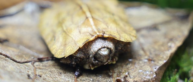 Chinesische Zacken-Erdschildkröte