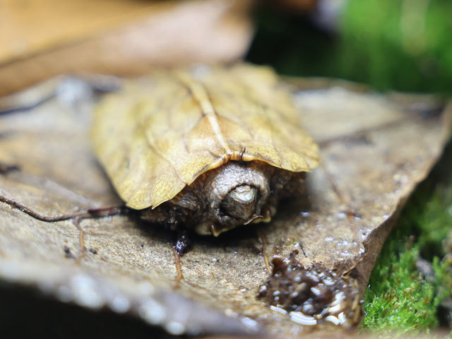 Chinesische Zacken-Erdschildkröte