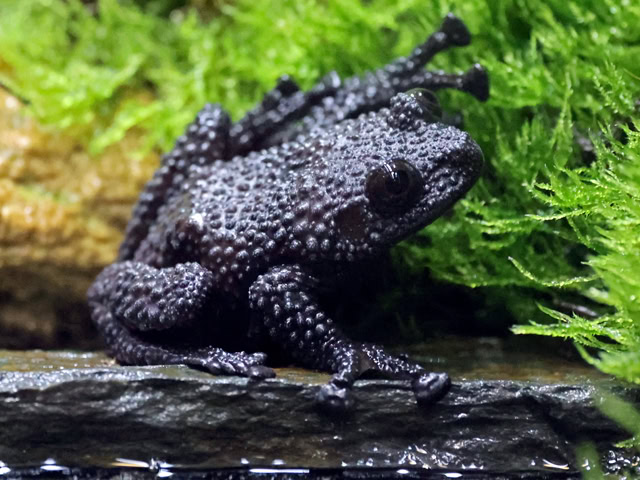 Ryabovs Moosfrosch