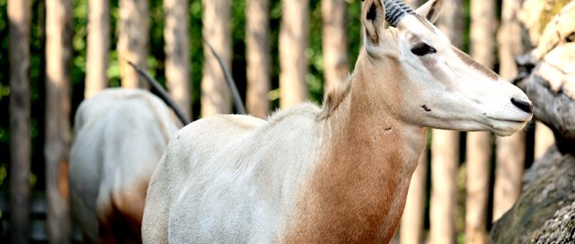 Säbelantilope