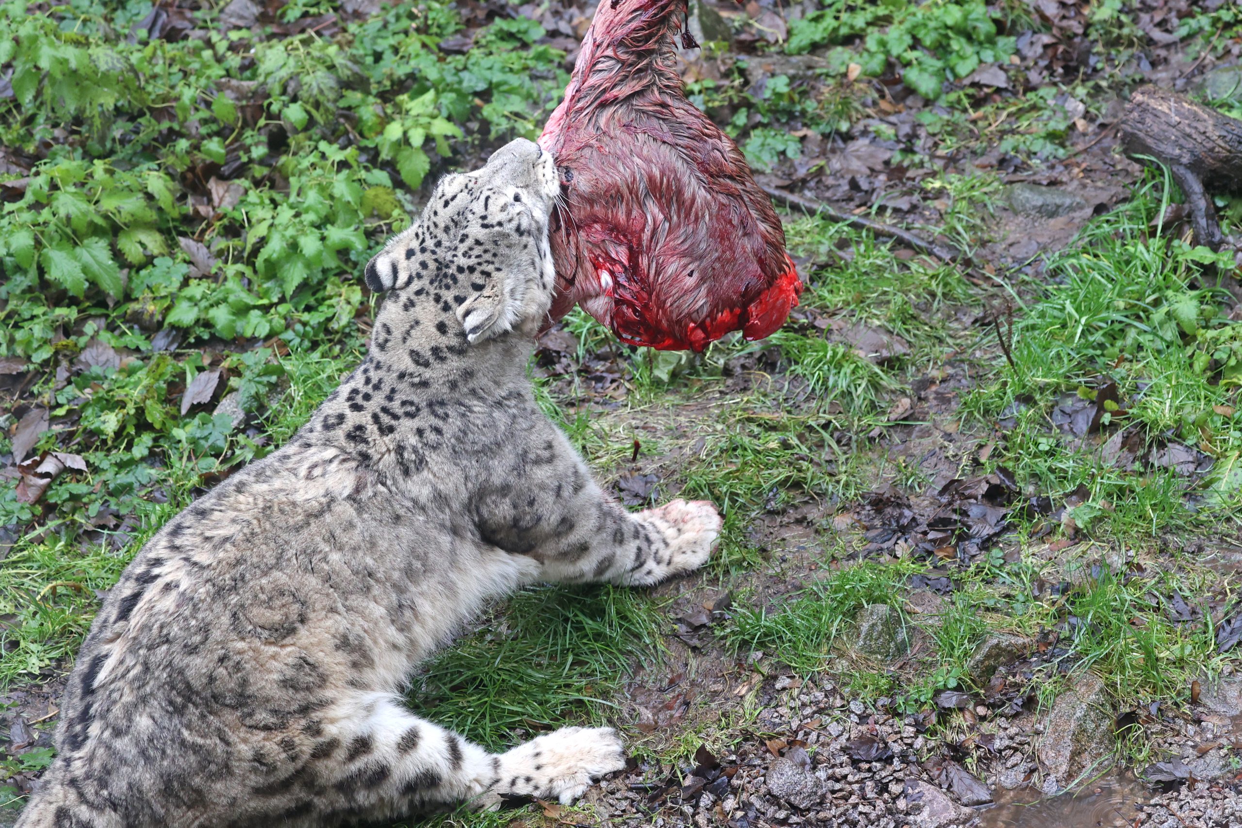 Der Schneeleopard bekommt als Futter ein halbes Huftier mit Fell, Knochen und Innereien.