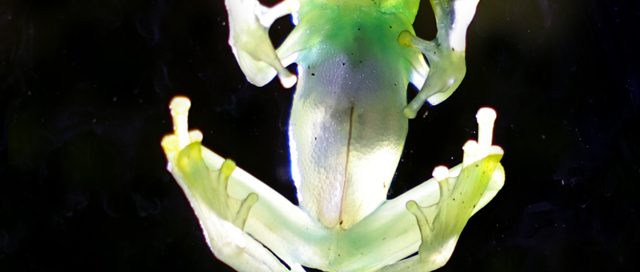 Granulierter Glasfrosch
