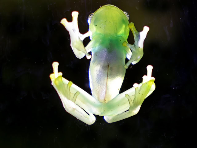 Granulierter Glasfrosch