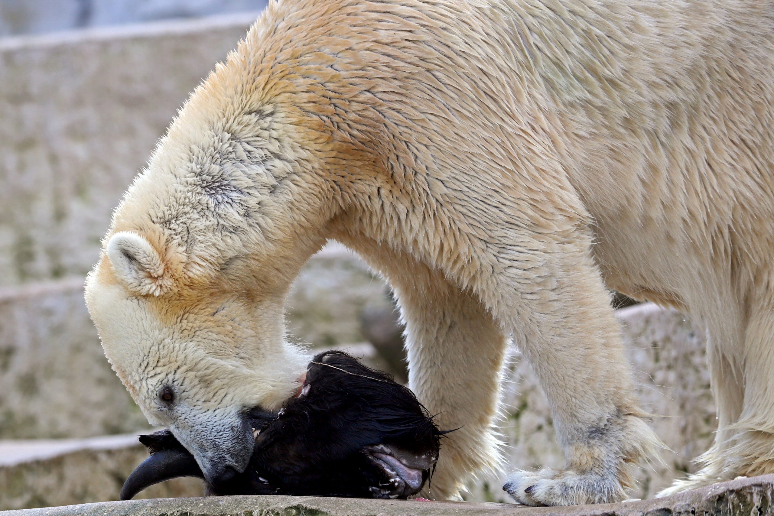 Ein Eisbär frisst den Kopf eines im Zoo gezüchteten Wisents.
