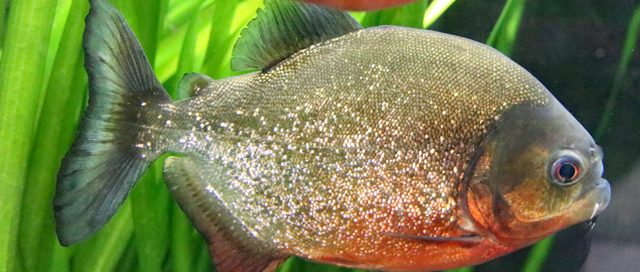 Roter Piranha