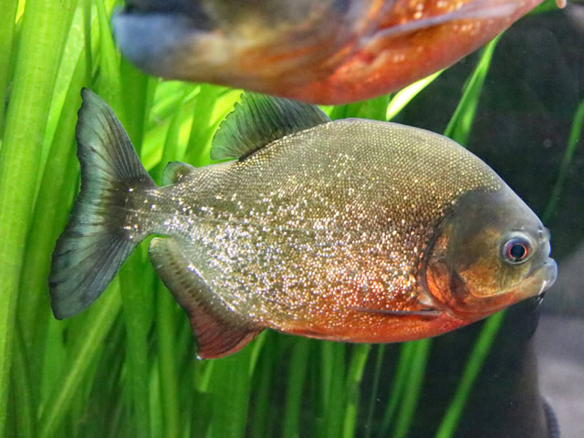 Roter Piranha