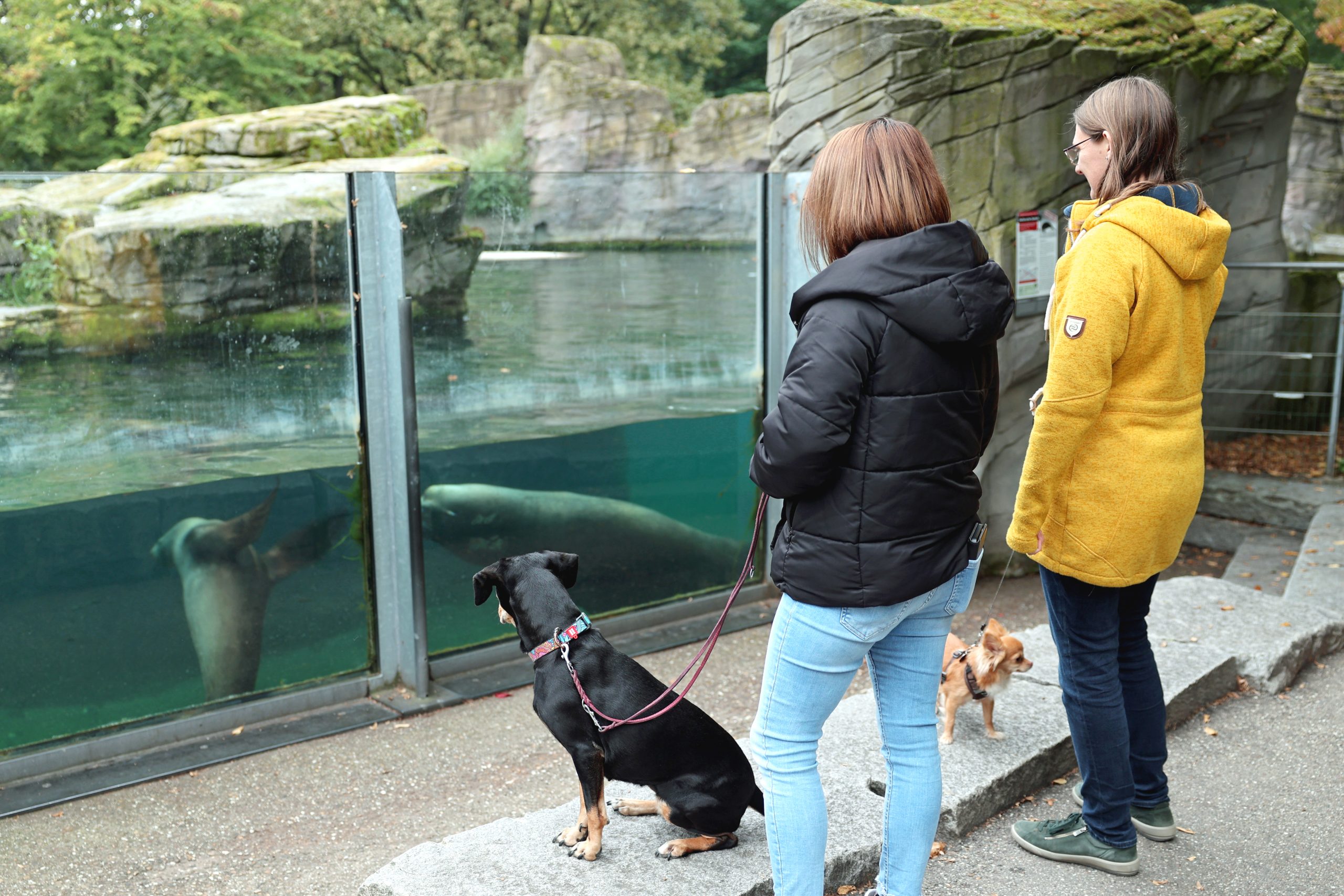 Mitte November können Hunde während eines Aktionswochenendes in den Zoologischen Stadtgarten Karlsruhe mitgebracht werden. Foto: Timo Deible/Zoo Karlsruhe