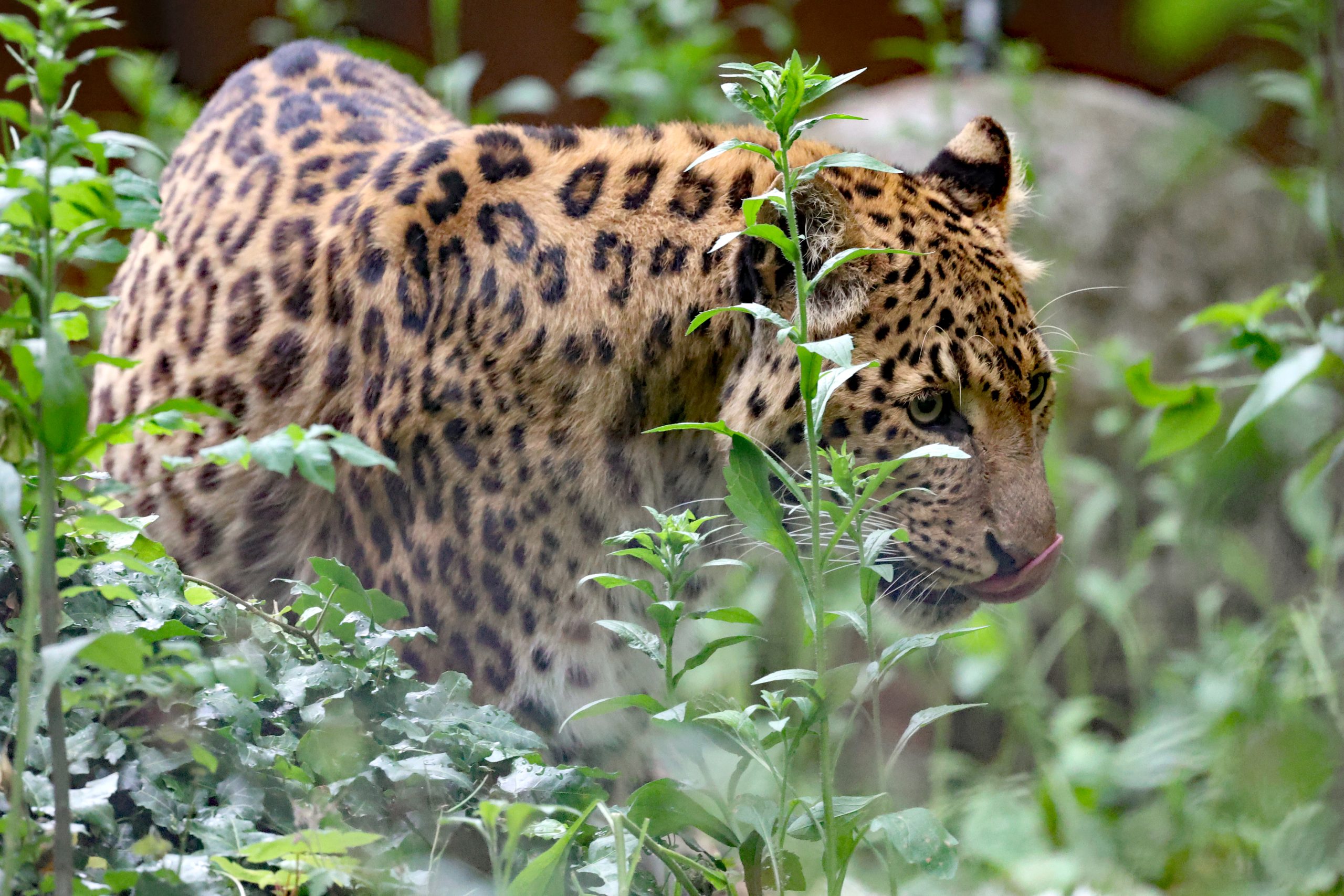Chinaleopard Dschingis wurde in Hamburg geboren und lebte seit 2009 in Karlsruhe. Foto: Timo Deible/Zoo Karlsruhe