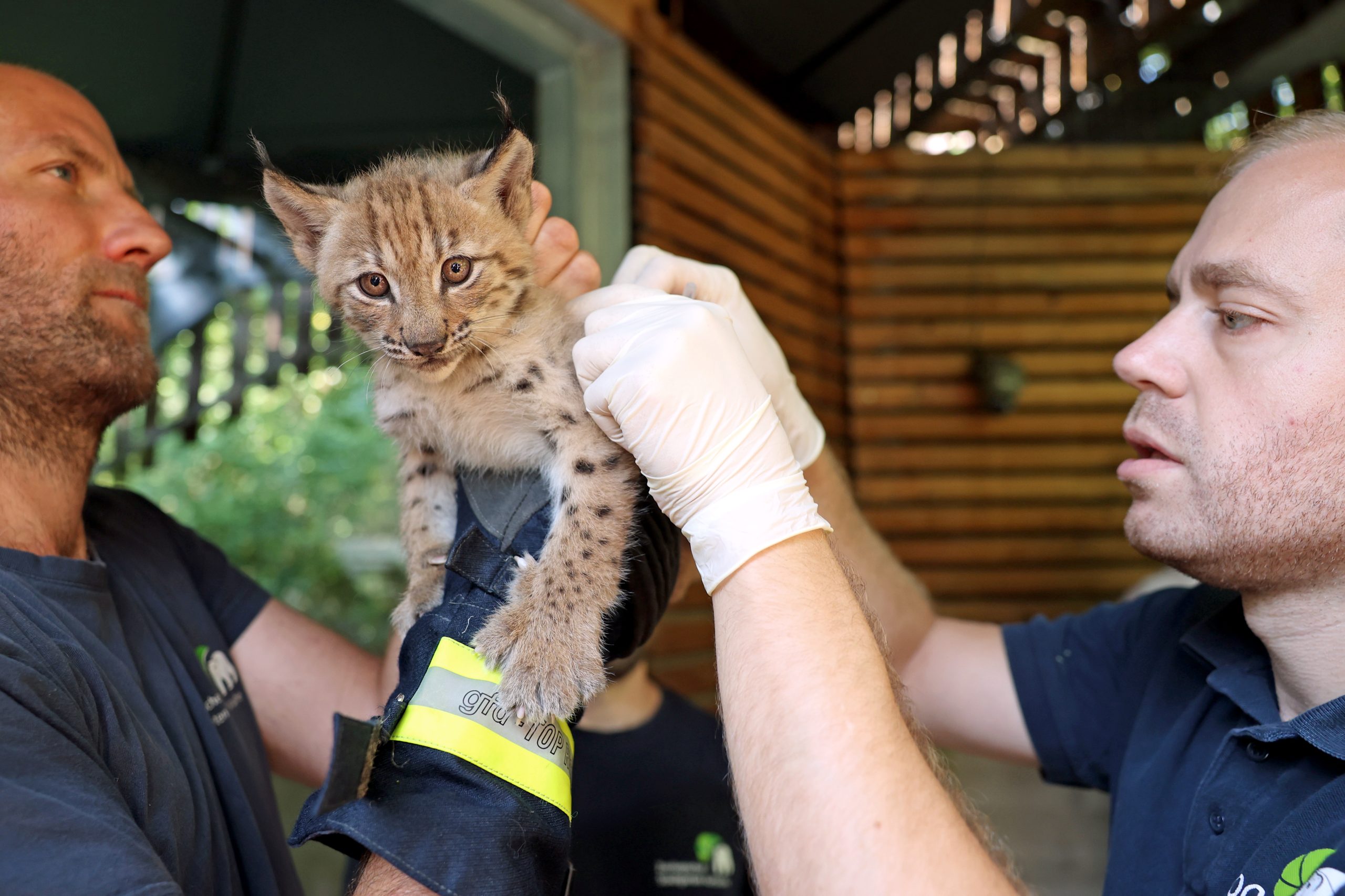 Zootierarzt Dr. Marco Roller untersucht einen jungen Luchs.