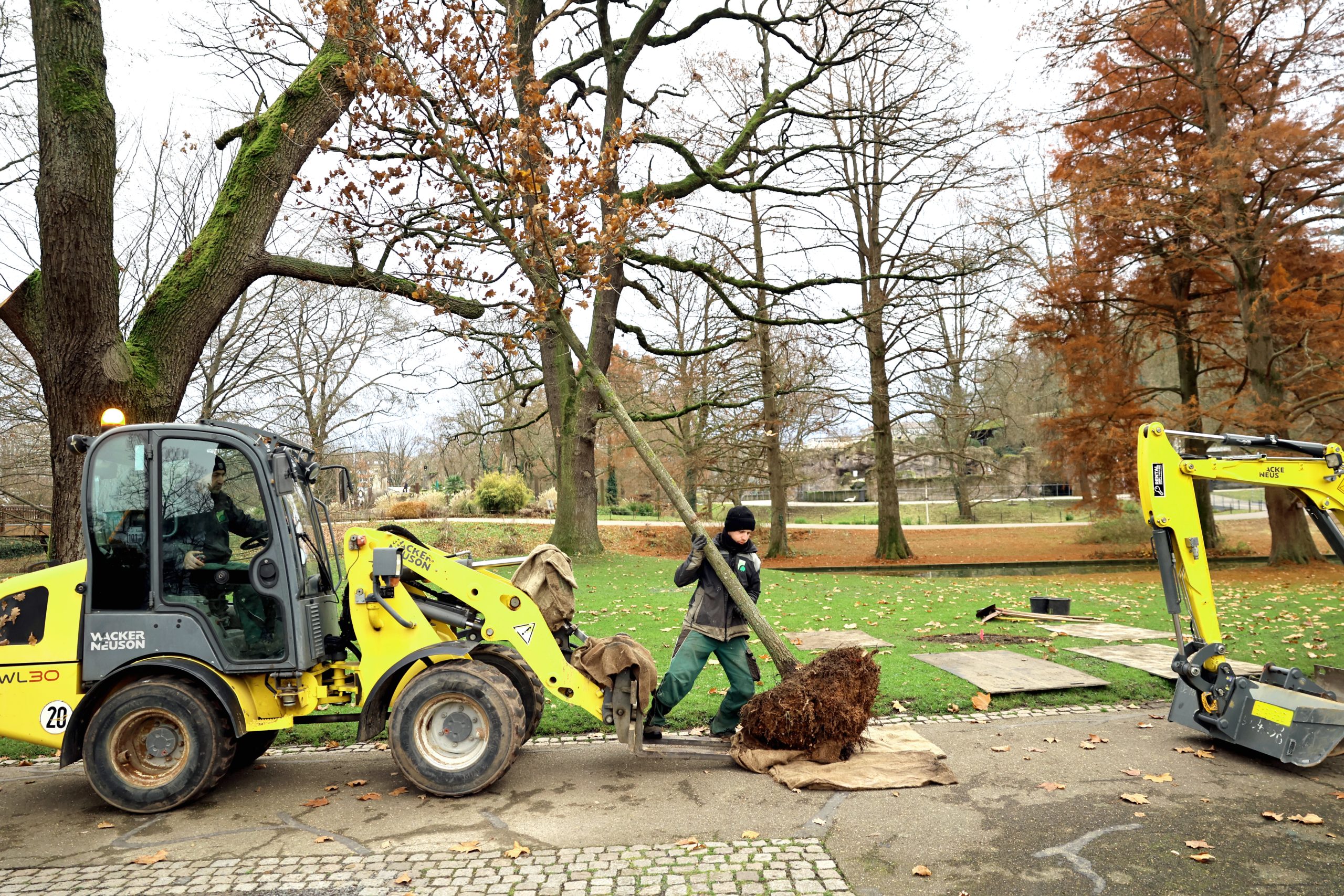 Insgesamt 15 neue Bäume werden aktuell im Stadtgarten gepflanzt. Foto: Timo Deible/Zoo Karlsruhe