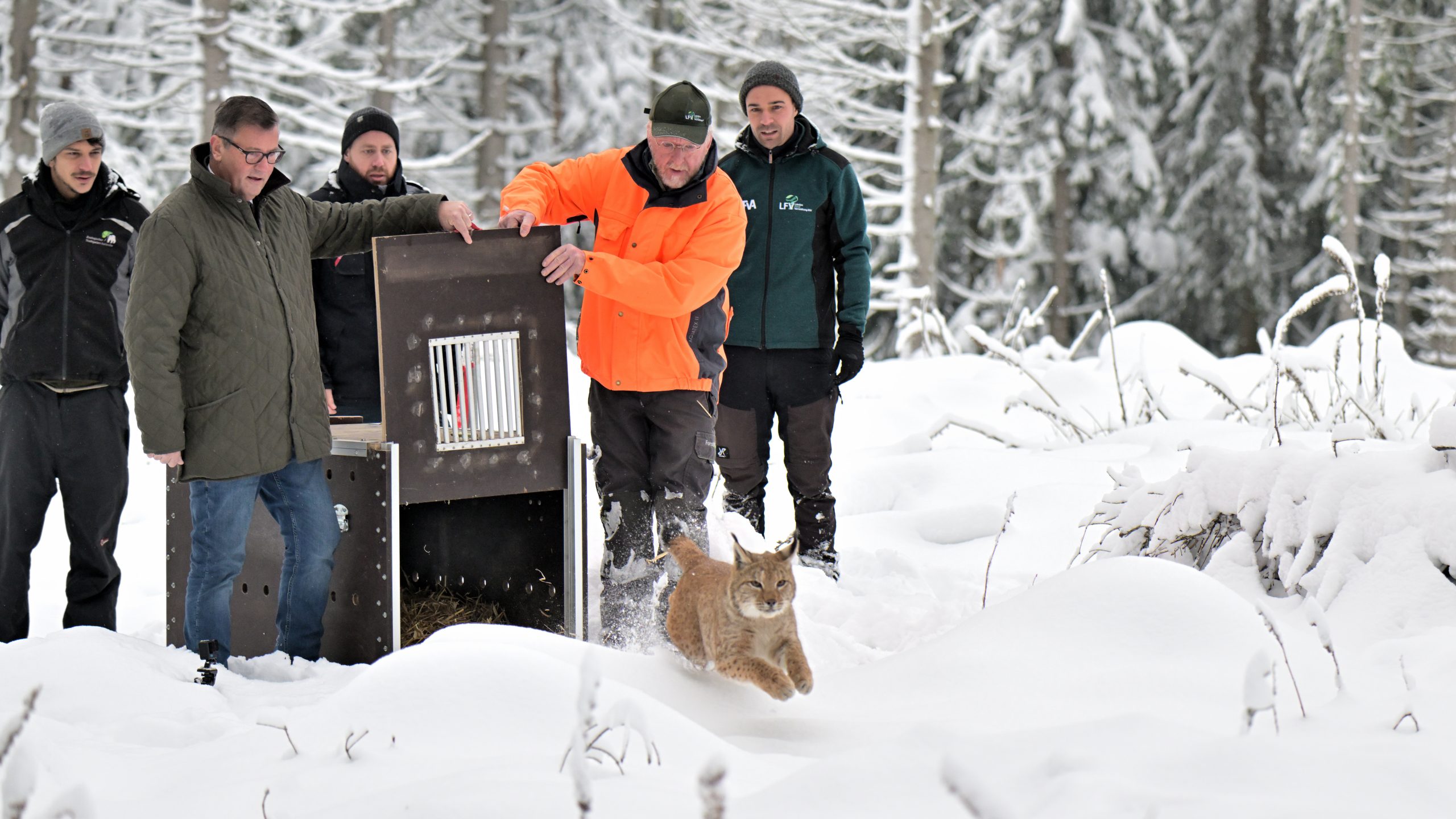 Dr. Marco Roller (Bildmitte) bei der Auswilderung eines Luchs‘ im Schwarzwald. Foto: FVA/M. Strein