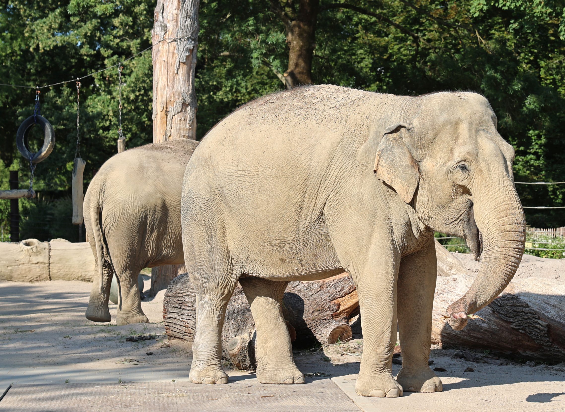 Asiatische Elefanten auf der rund 3.000 Quadratmeter großen Anlage.