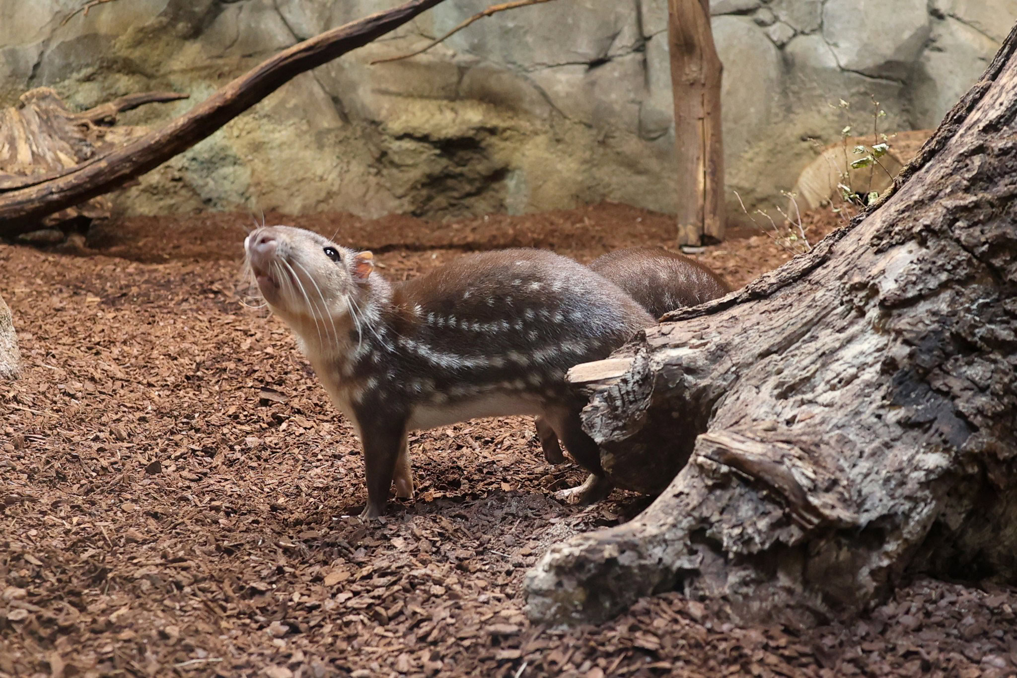 Zoo Raufen Heute gibt es wieder einen neue Film aus dem Zoo… – Zoologischer ...
