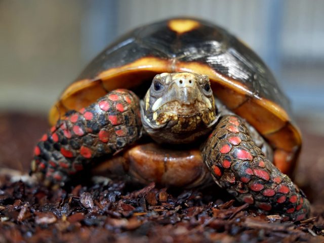 Die Köhlerschildkröte ist eine große Landschildkröte, die in der Natur in Südamerika lebt.