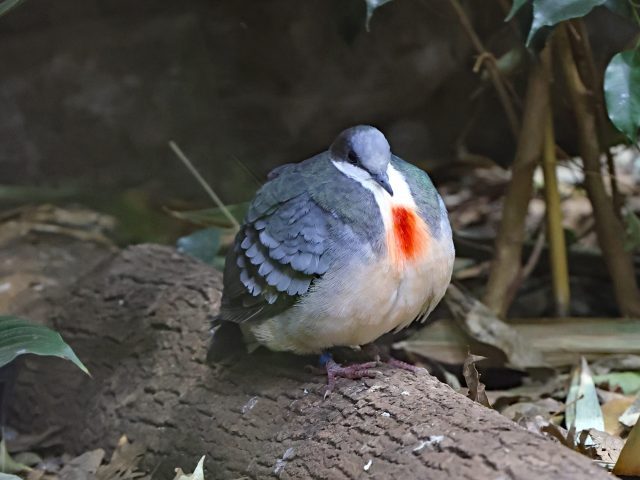 Luzon-Dolchstichtaube