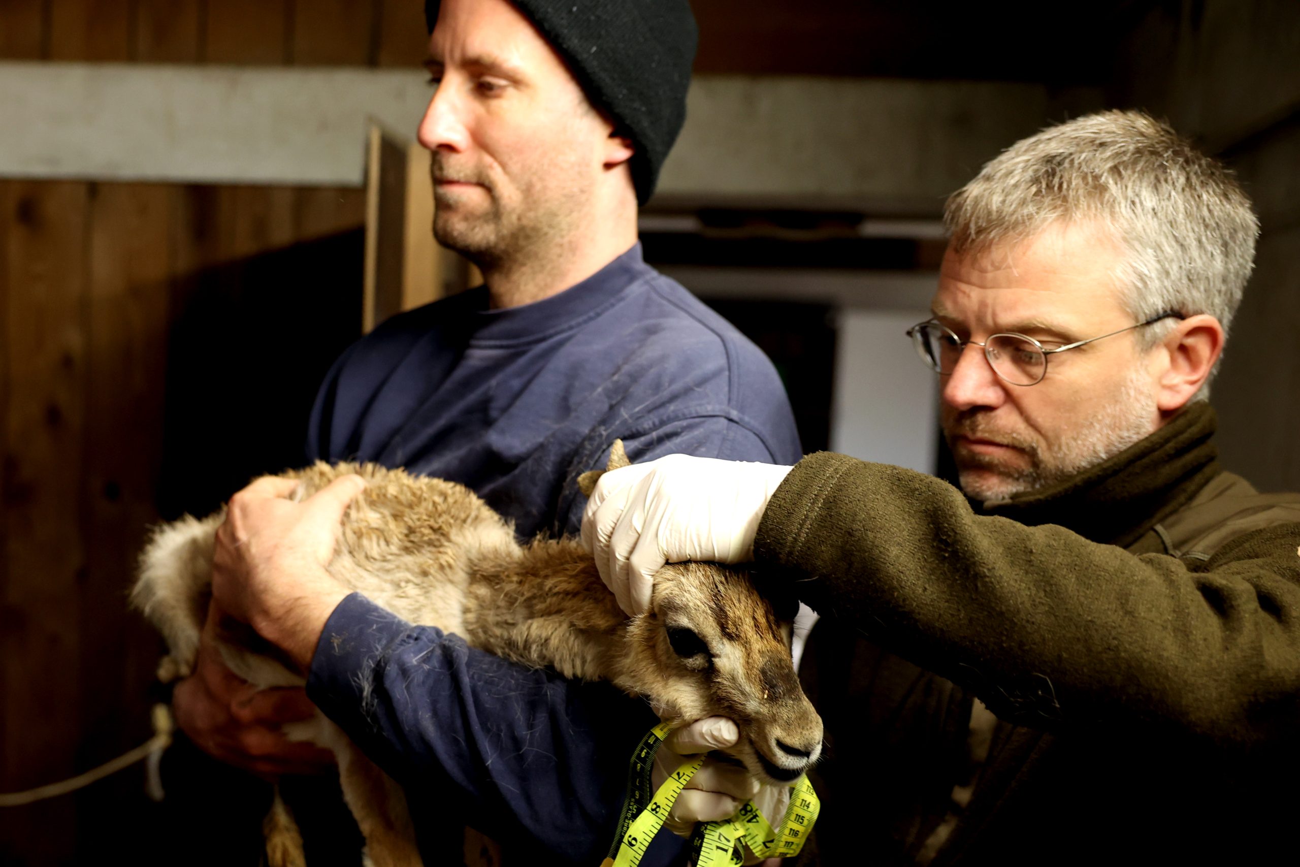 Aurel Heidelberg bei einer tiermedizinischen Untersuchung der Persischen Kropfgazellen im Zoo Karlsruhe, bei der auch die Passform von Sendehalsbändern für die Art in der Natur überprüft wurde. Am kommenden Donnerstag erzählt der WWF-Projektleiter im Exotenhaus von seiner spannenden Arbeit. Foto: Timo Deible/Zoo Karlsruhe