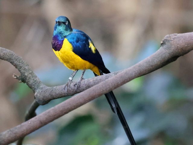 Der Königsglanzstar ist ein ostafrikanischer Singvogel. Sein auffälliges Gefieder zeigt metallisch blaue, grüne und violette Farbtöne, während der Bauch goldgelb ist.