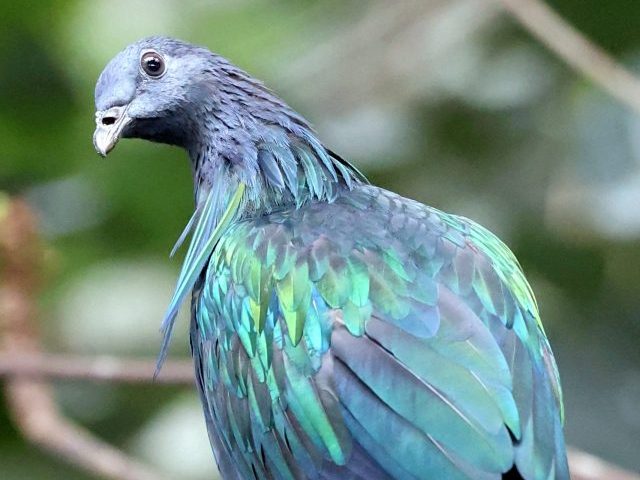 Die Kragentaube, auch Mähnentaube genannt, ist eine südostasiatische Erdtaube, die vorwiegend am Boden unterwegs ist.