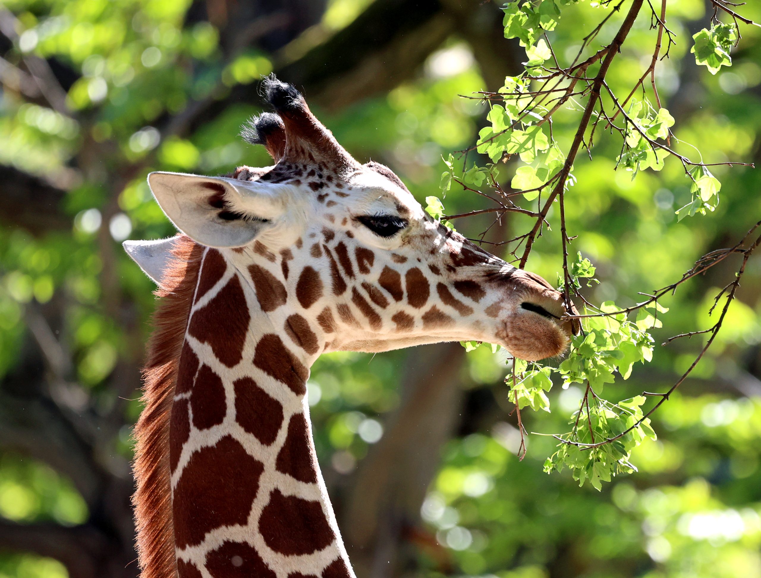 Netzgiraffe frisst Laub