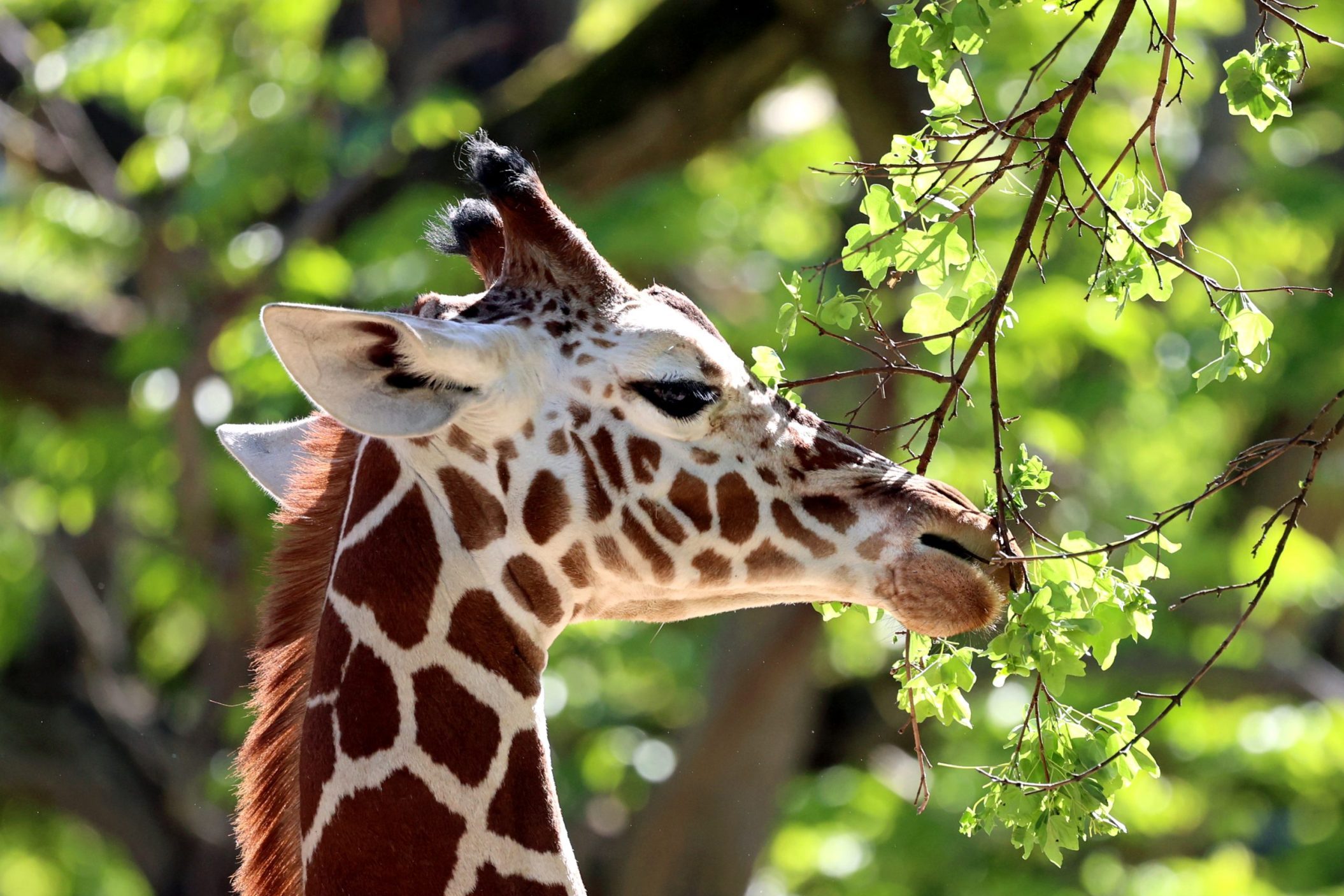 Eine Giraffe frisst Blätter.