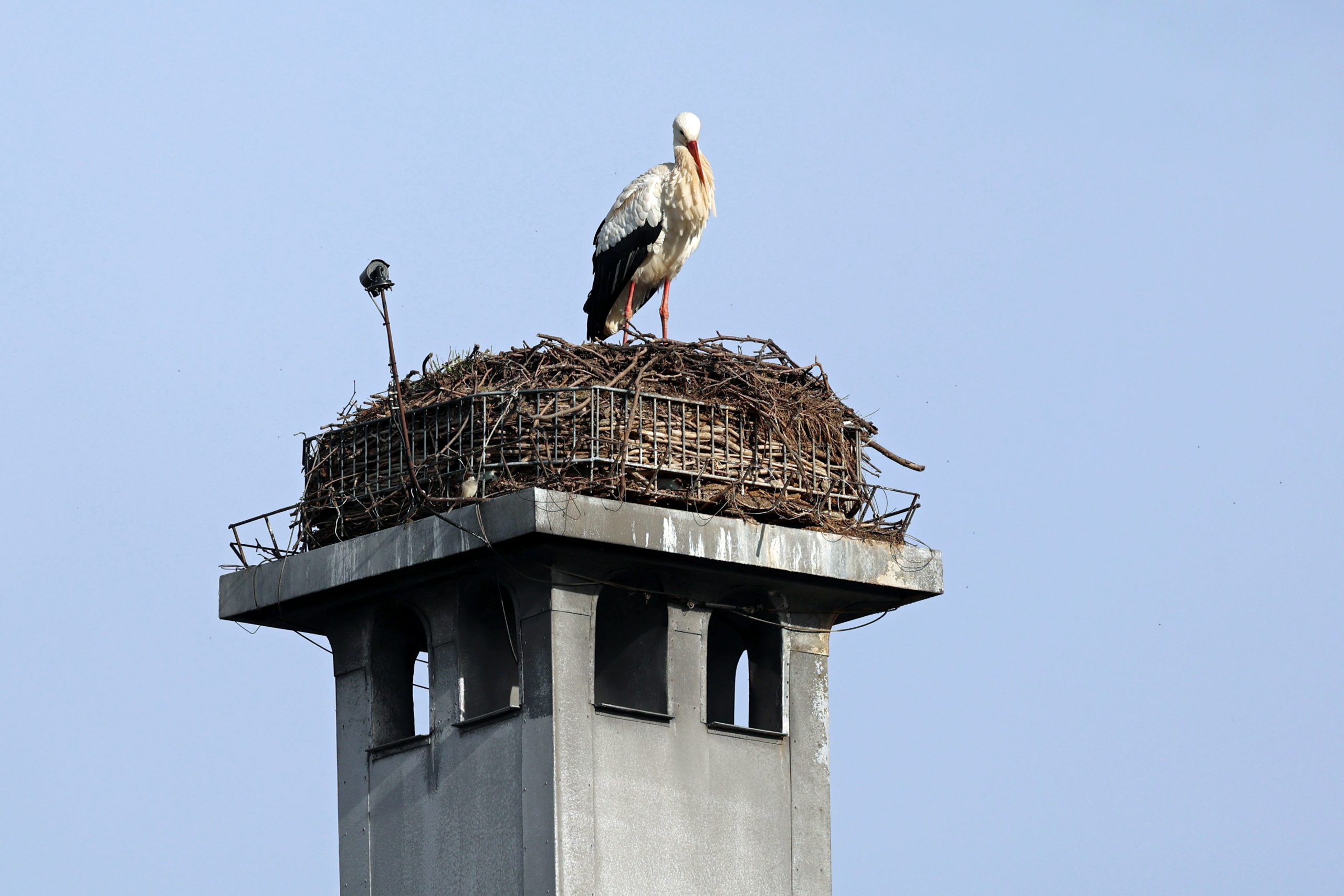 Weißstorch im Nest