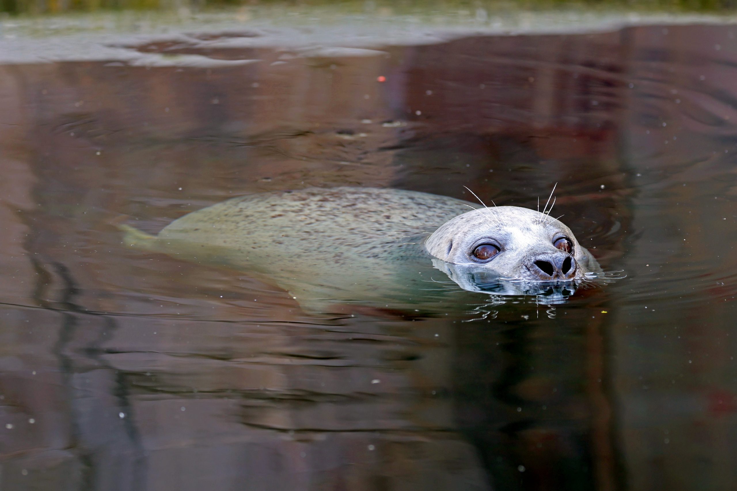 Seehund Gina lebte seit 1993 im Zoo Karlsruhe. Foto: Maike Kindinger/Zoo Karlsruhe