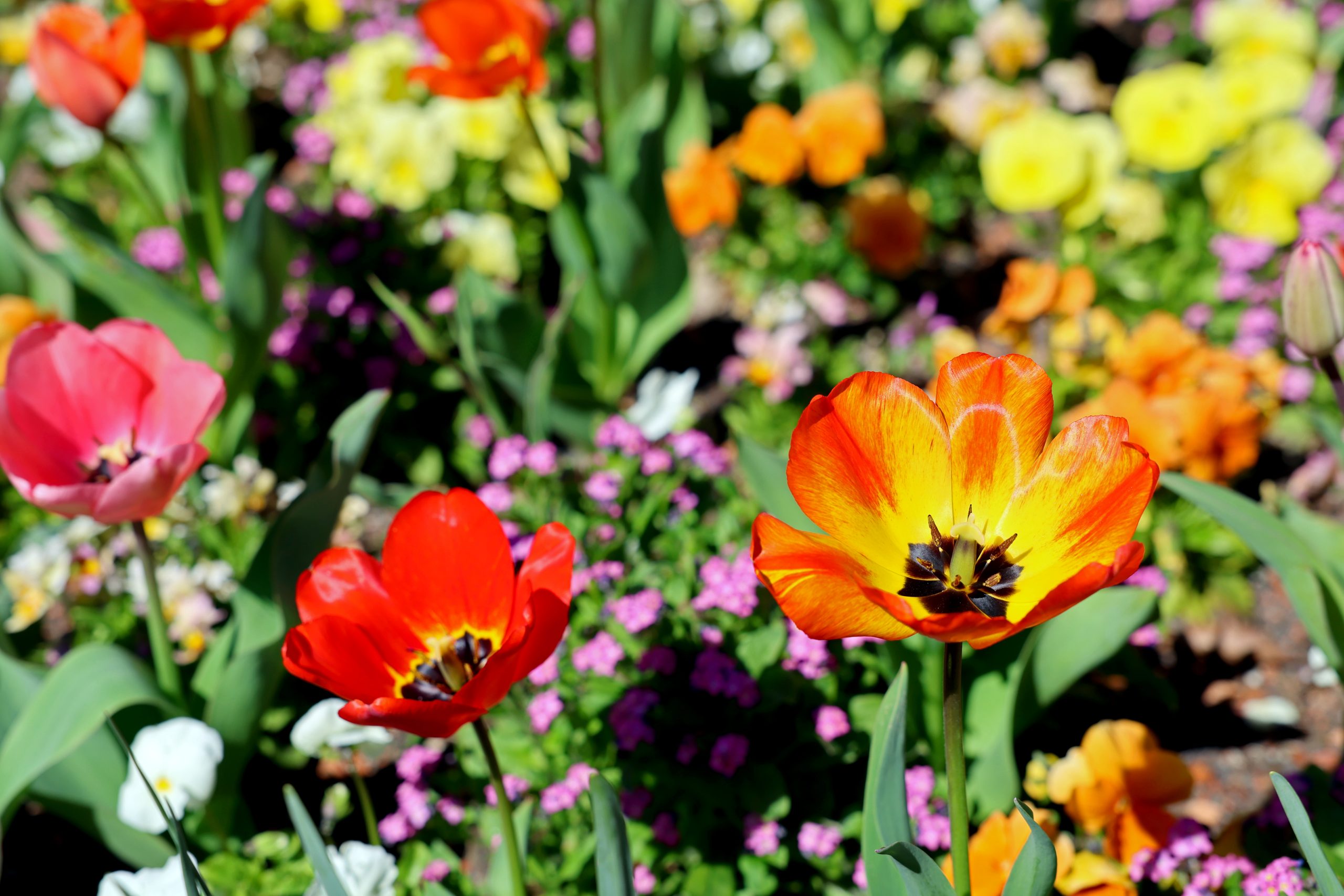 Der Zoologische Stadtgarten blüht derzeit auf. Bei einer Führung am kommenden Sonntag gibt es viel Infos zu Tulpen und anderen Frühjahrsblühern. Foto: Timo Deible/Zoo Karlsruhe