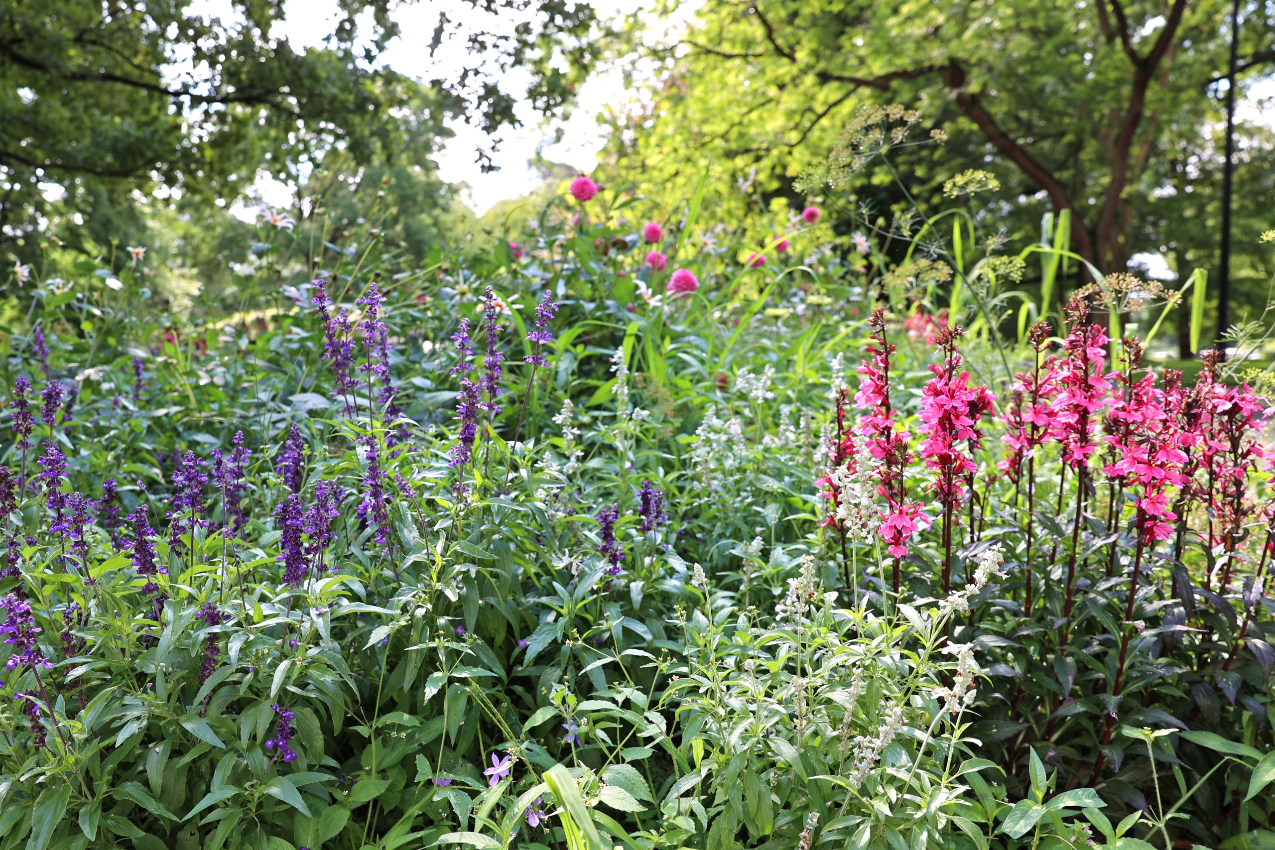 Stauden im Stadtgarten