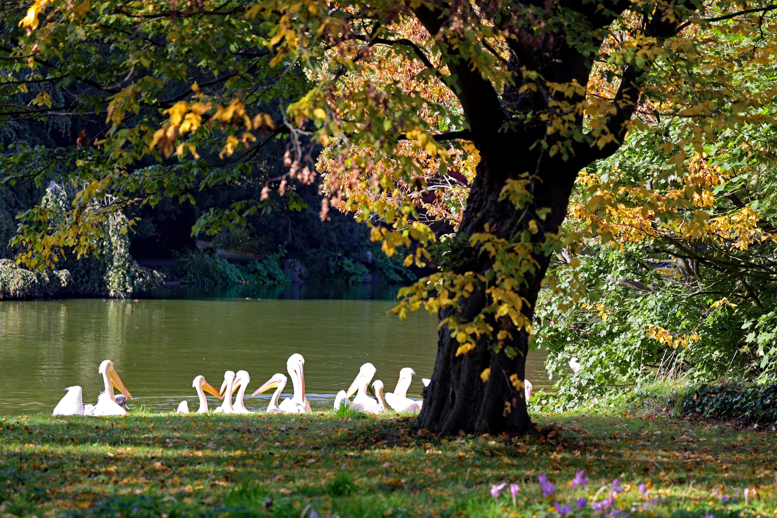 Stadtgarten im Herbst