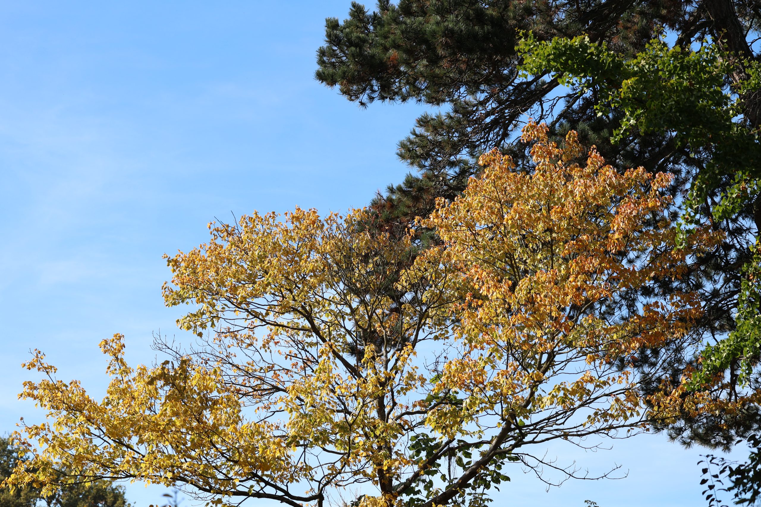 Herbst im Stadtgarten
