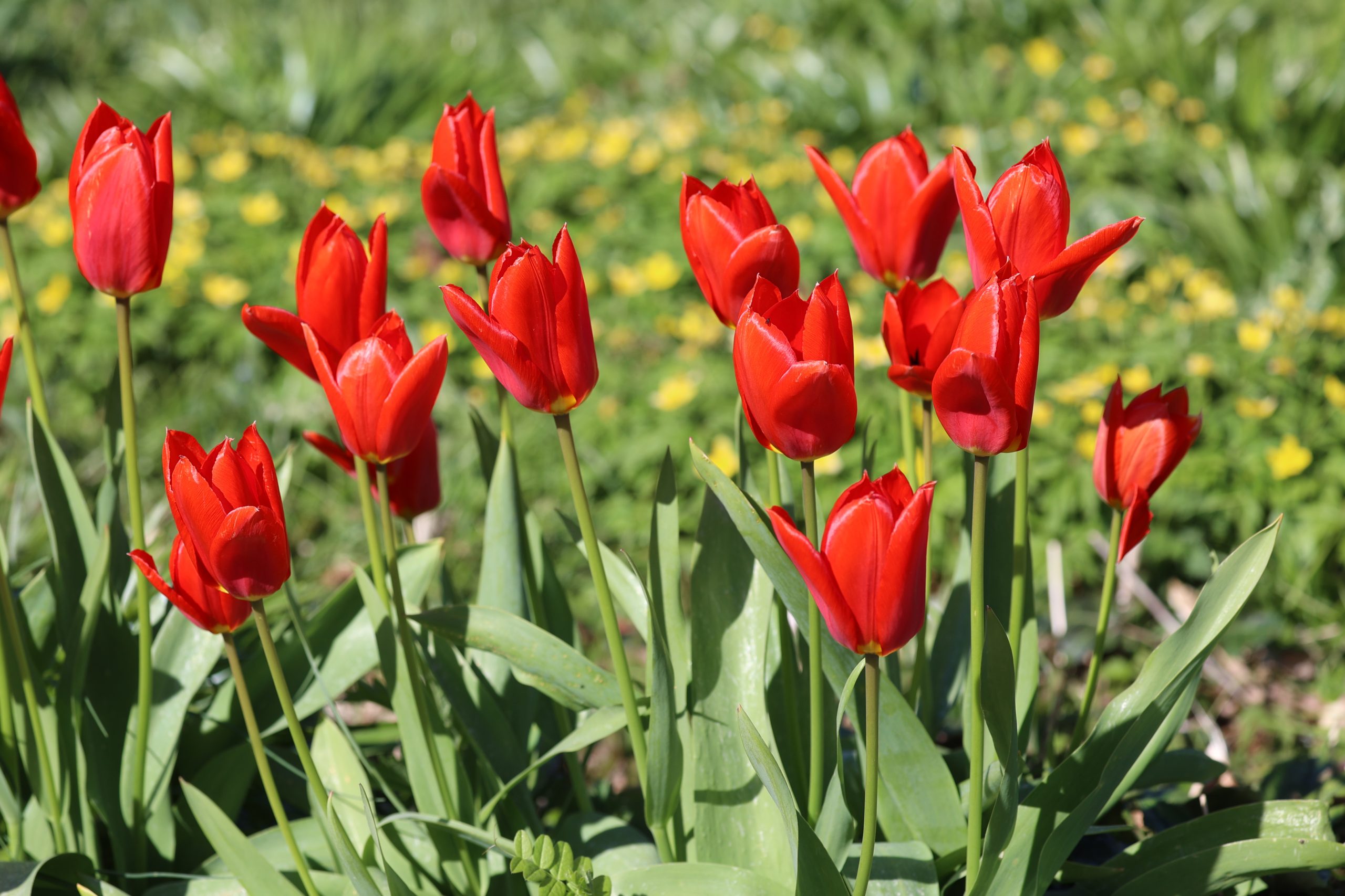 Tulpen im Stadtgarten