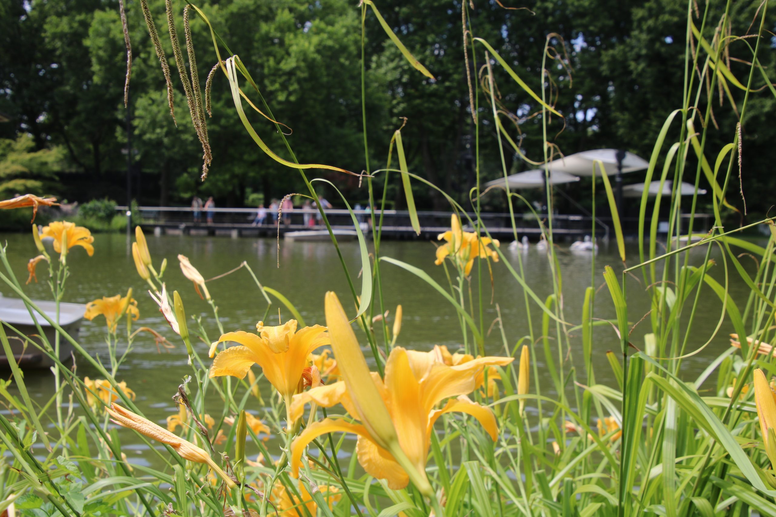 Großes Blasorchester des Musikvereins Wolfartsweier spielt ein breites Repertoire auf der Seebühne.