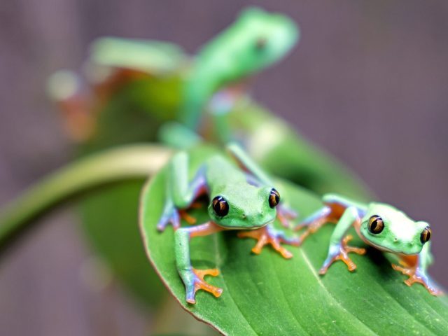 Der Orangeaugen-Laubfrosch lebt in tropischen Regenwäldern Costa Ricas.