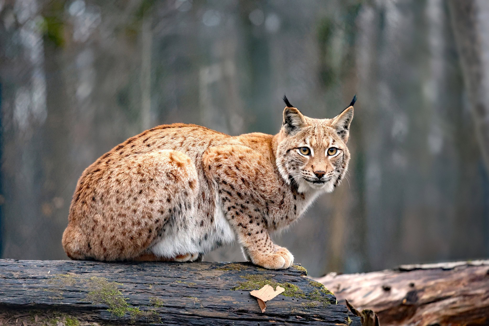 Ein Luchs im Koordinationsgehege des Tierparks Oberwald, der Dependance des Zoos mitten im Wald.