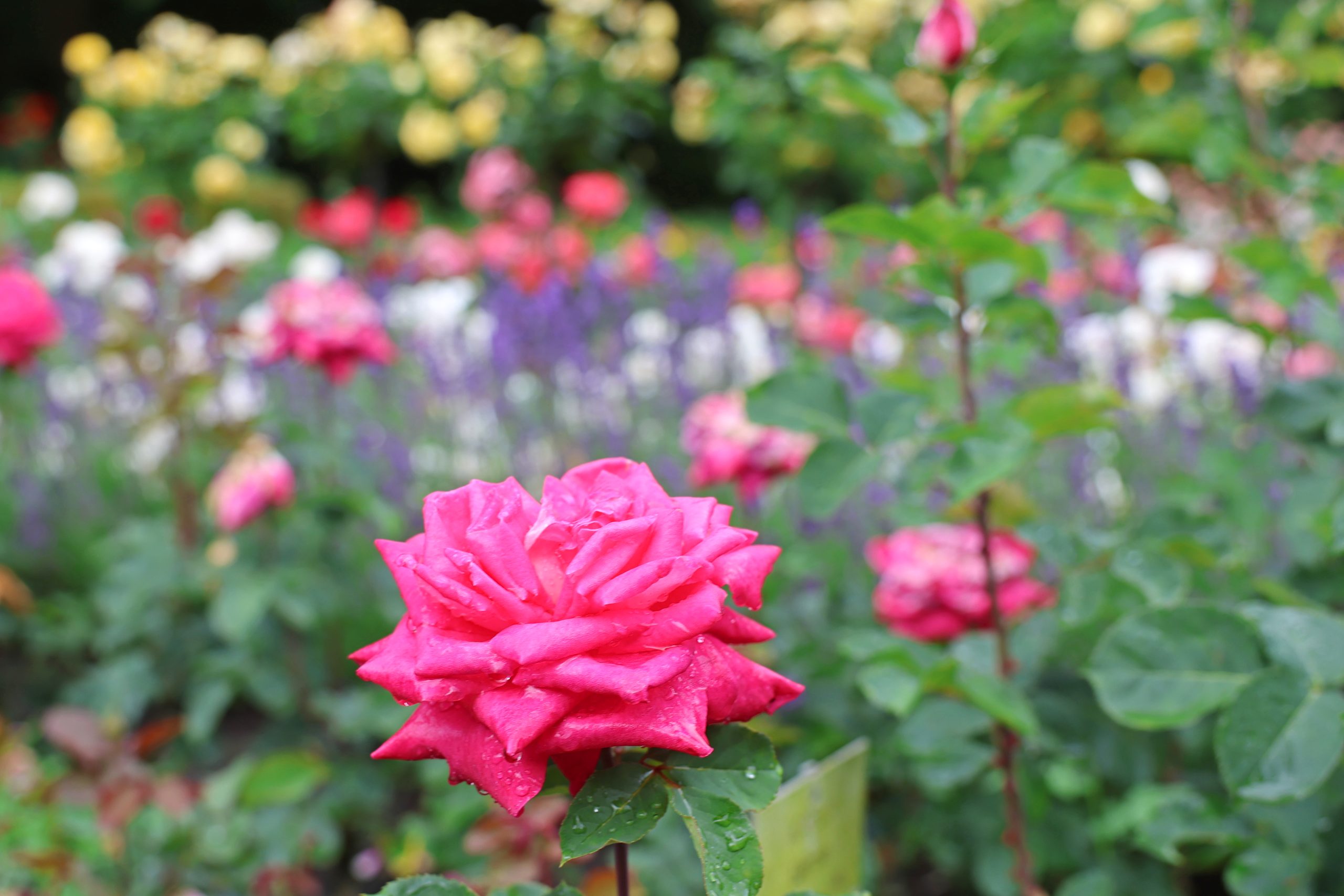 Zusatzprogramm der Stadtgartenfreu(n)de rund um den Rosengarten