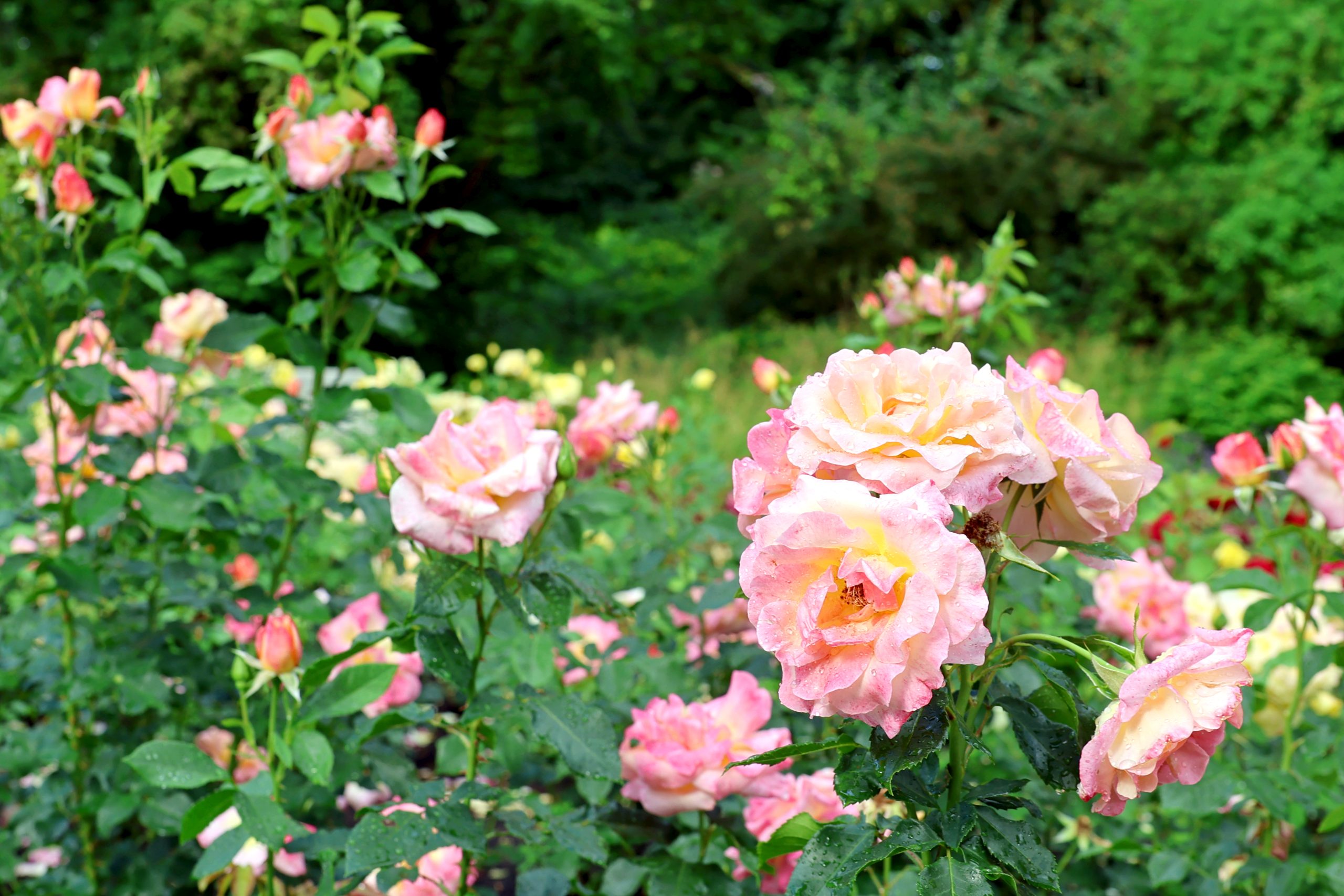 Der Rosengarten ist am kommenden Sonntag bei einer Führung durch das Gartenbauamt zu erleben. Foto: Maike Kindinger/Zoo Karlsruhe