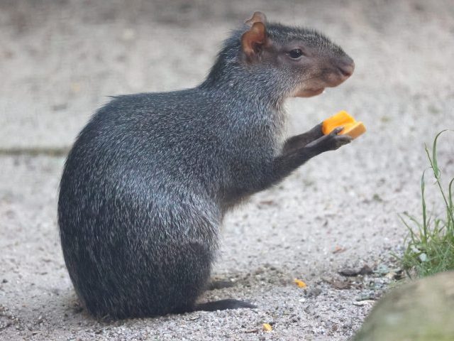 Schwarze Agutis kommen in tropischen Regenwaldregionen vor.
