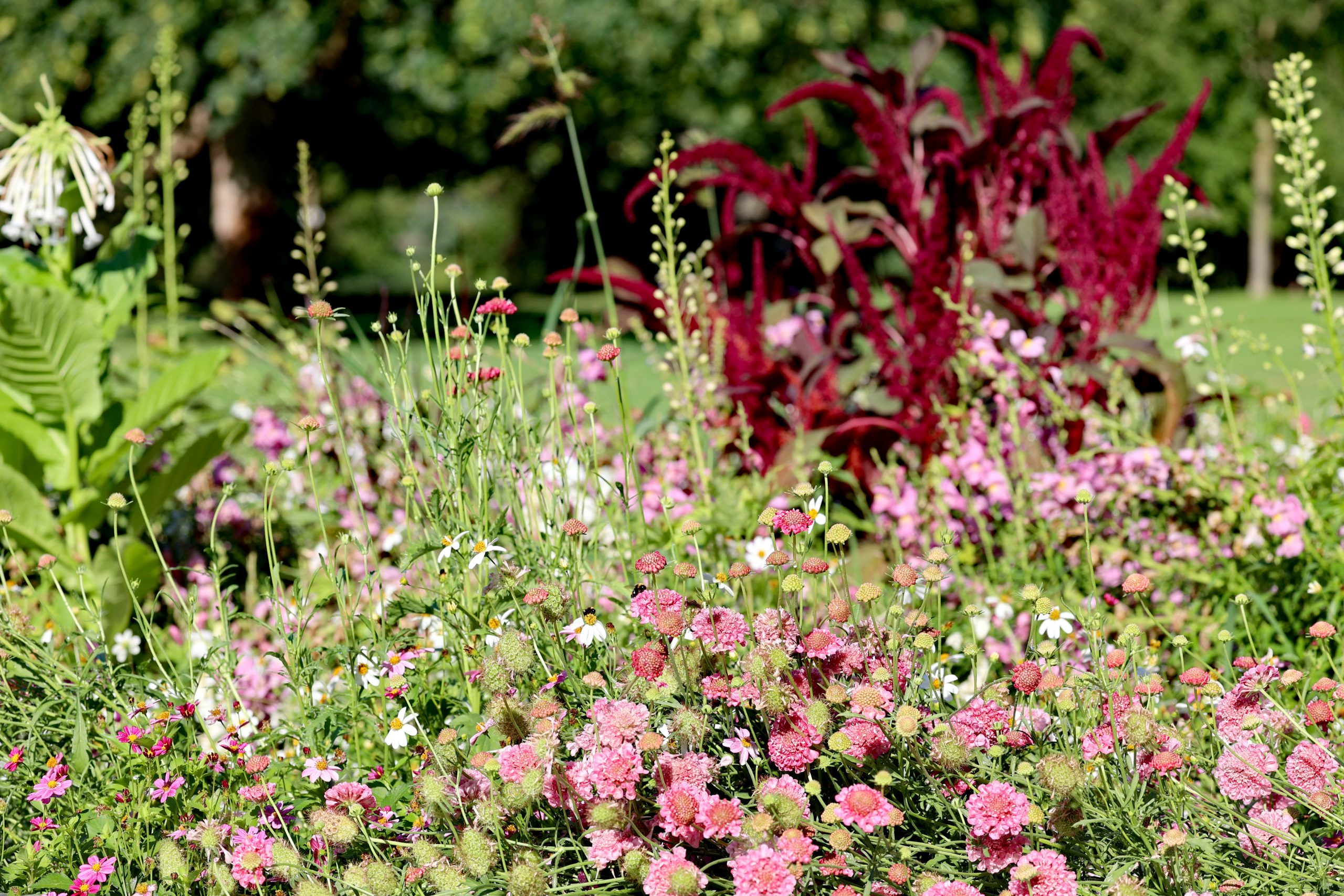 Derzeit sind im Zoologischen Stadtgarten Karlsruhe zahlreiche Sommerblumen zu bestaunen. Diese werden bei einer botanischen Führung den Teilnehmenden nähergebracht. Foto: Maike Kindinger/Zoo Karlsruhe