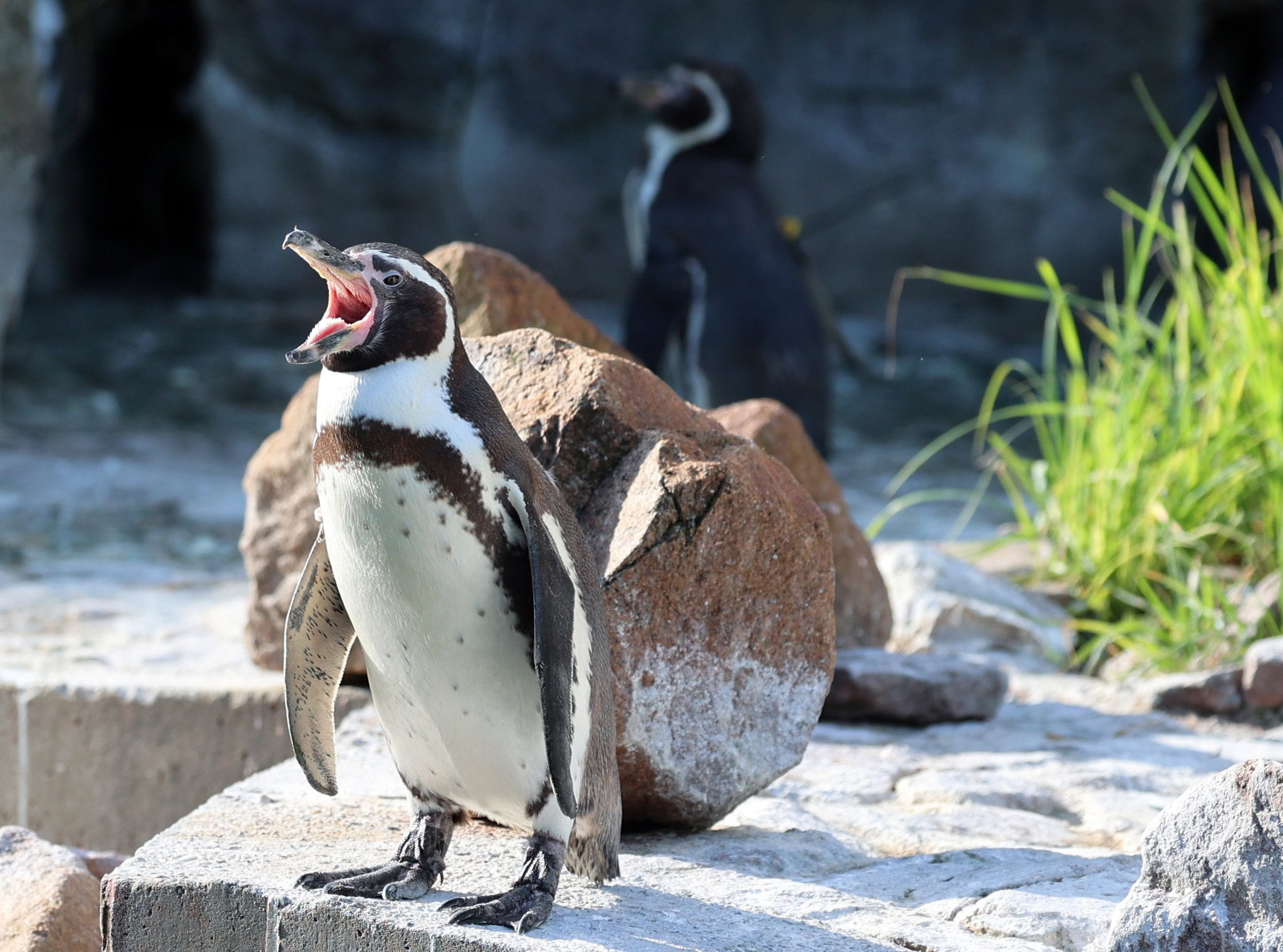 Der international tätige Pinguinforscher Dr. Thomas Mattern gibt im Vortragsraum des Exotenhaus' Einblicke in seine langjährige Feldforschung an den Küsten Chiles.