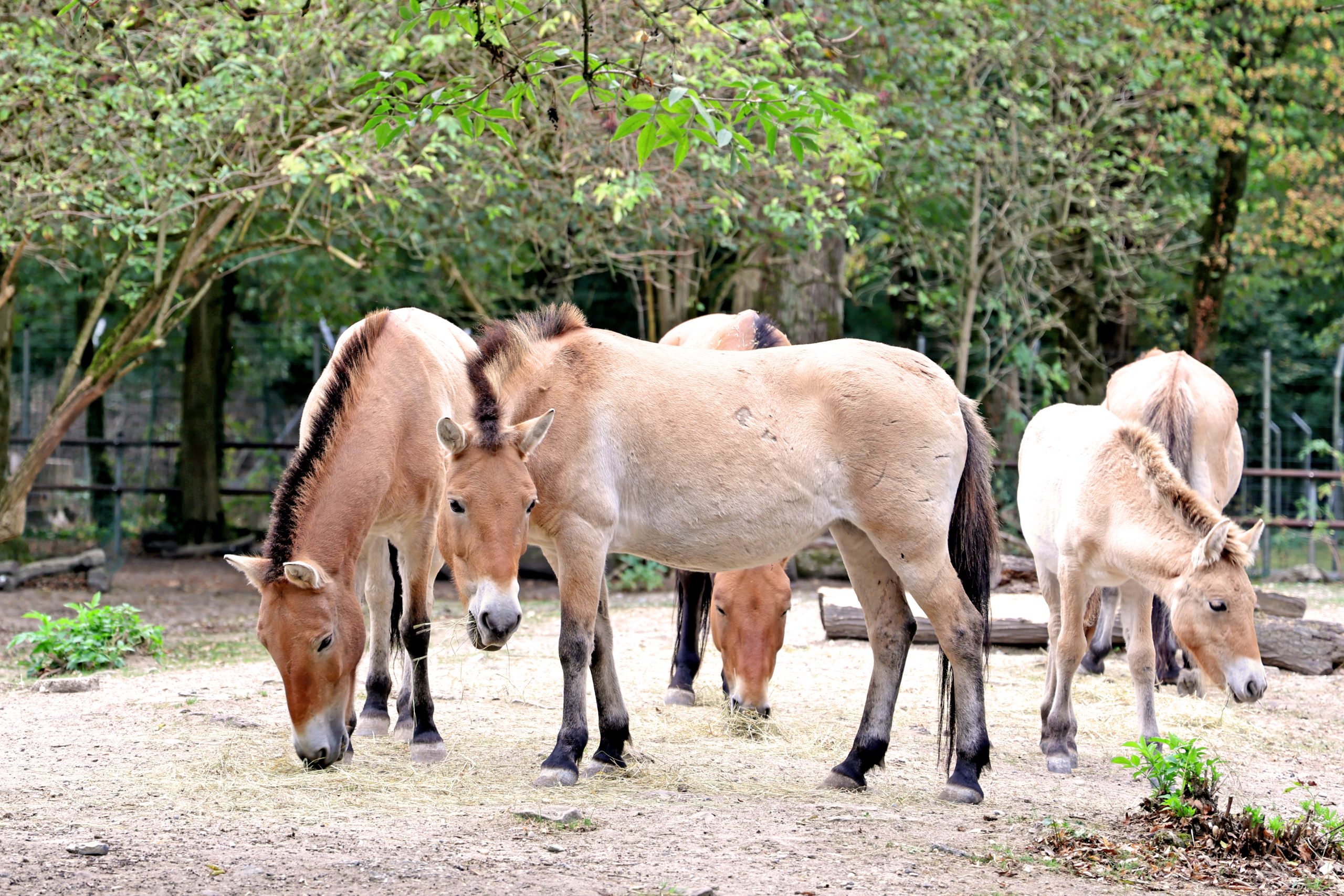 2Y3A1368b Im Tierpark Oberwald werden neben zahlreichen anderen Arten auch Przewalski-Pferde gehalten. Sie gelten laut Weltnaturschutzunion IUCN als „stark gefährdet“. Der Zoo Karlsruhe beteiligt sich am Erhaltungszuchtprogramm sowie an einem Projekt im eigentlichen Verbreitungsgebiet.